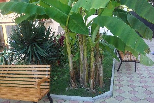Guest House Milana Сухум Экстерьер фото